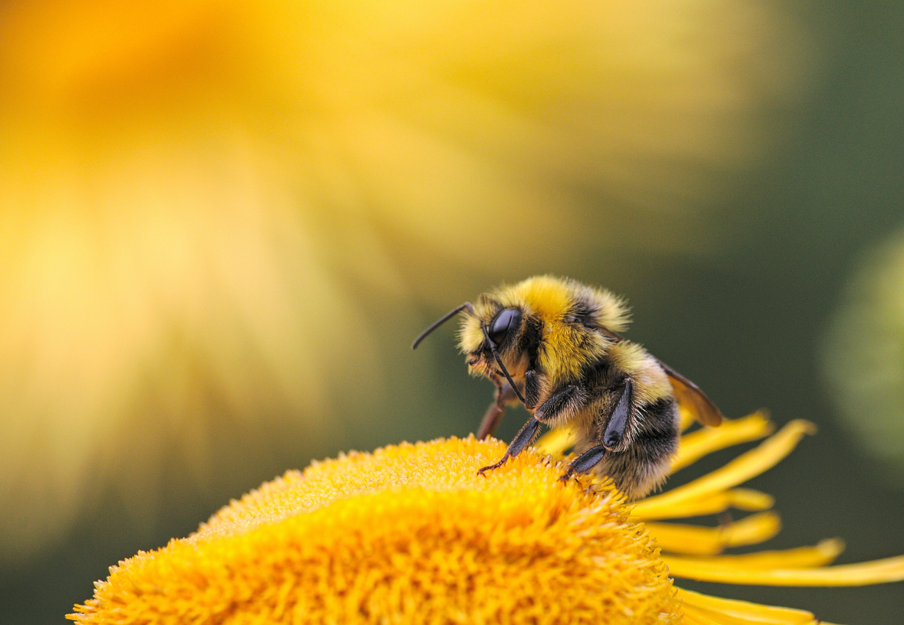 Une abeille butine avec délicatesse une fleur de pissenlit jaune, symbole éclatant de l'arrivée du printemps. Cet instant fugace illustre parfaitement la précieuse relation entre les abeilles et les fleurs, source de vie et de douceur. Contactez-nous.