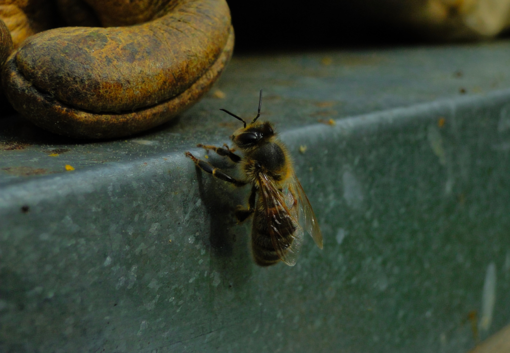 L'incroyable voyage des abeilles. Image d'une abeille solitaire se tenant au sommet de sa ruche, illustrant la force et la résilience de la communauté apicole. Consultez notre blog.