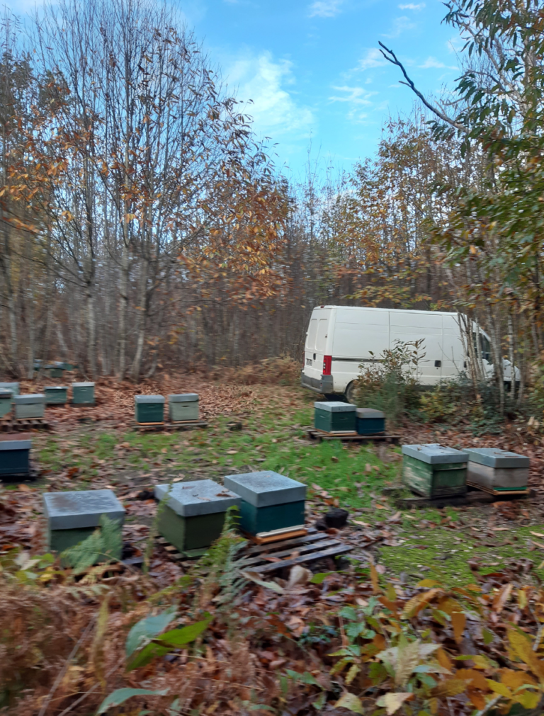 Image en Automne capturant l'instant en où notre apiculteur inspecte ses ruches au cœur d'une magnifique forêt automnale, témoignant de notre engagement envers le bien-être des abeilles et la préservation de leur environnement naturel à tout moment de l'année. Contactez-nous.