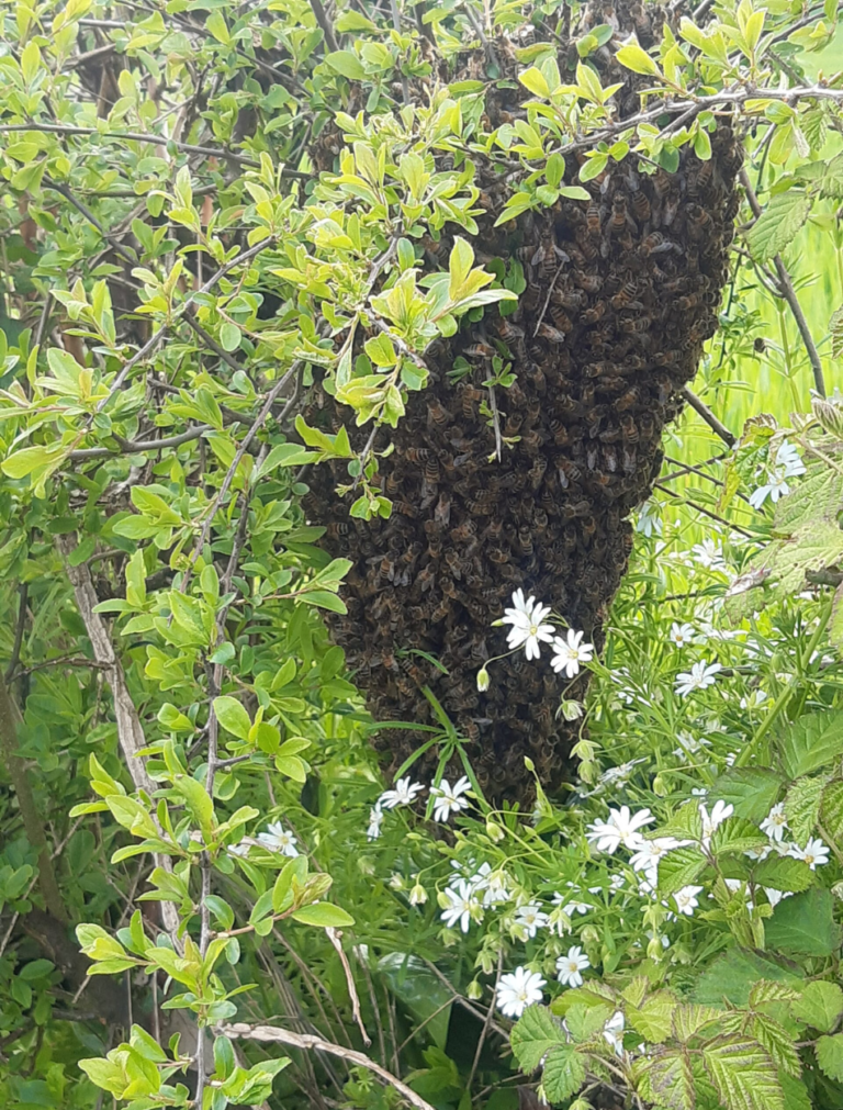 Dans un ballet aérien éblouissant, un essaim d'abeilles se rassemble autour d'un arbre, formant un tourbillon vivant de vie et de mouvement, prêt à entamer un nouveau chapitre de leur voyage à travers les saisons.