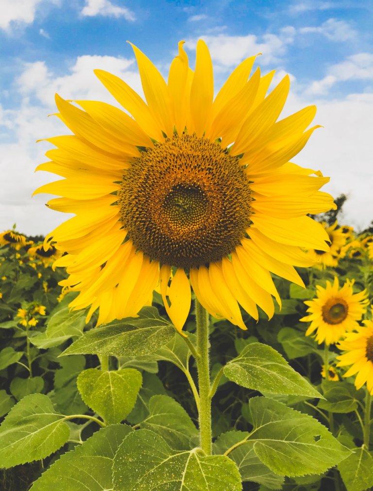 Image capturant la splendeur d'un champ de tournesols, symbole de lumière et de joie, dans toute sa magnificence florale.
