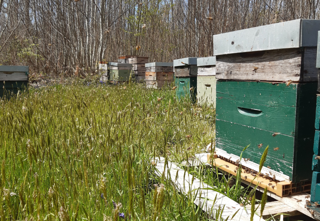 L'incroyable voyage des abeilles. Image capturant un rucher au début du printemps, symbolisant le renouveau de la nature et le retour de l'activité des abeilles après l'hiver.