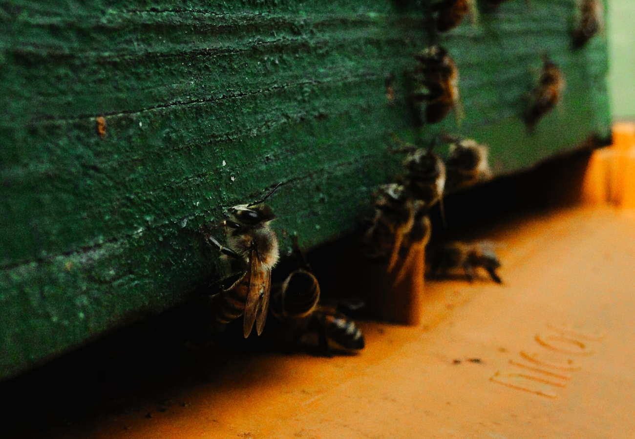 Image en Eté illustrant des abeilles quittant leur ruche pour partir en quête de nectar dans les environs, contribuant ainsi à la récolte de miel.