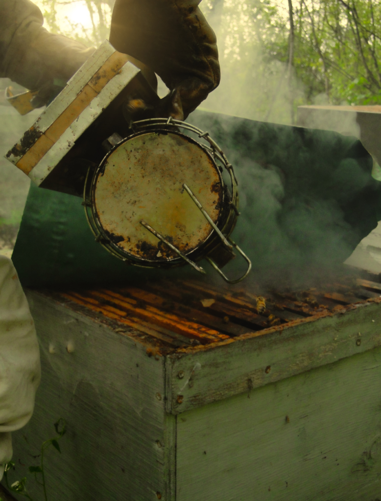 Image représentant Vincent, un apiculteur expérimenté, utilisant judicieusement la fumée pour apaiser les abeilles et observer leur travail avec admiration et curiosité.