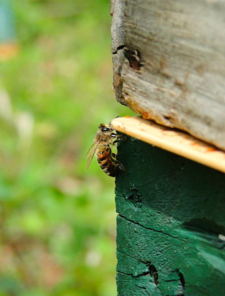 Le chemin du miel. Image capturant une abeille en phase de sortie de sa ruche, signe de l'activité frénétique de la colonie lors de la saison printanière. Découvrez notre histoire.