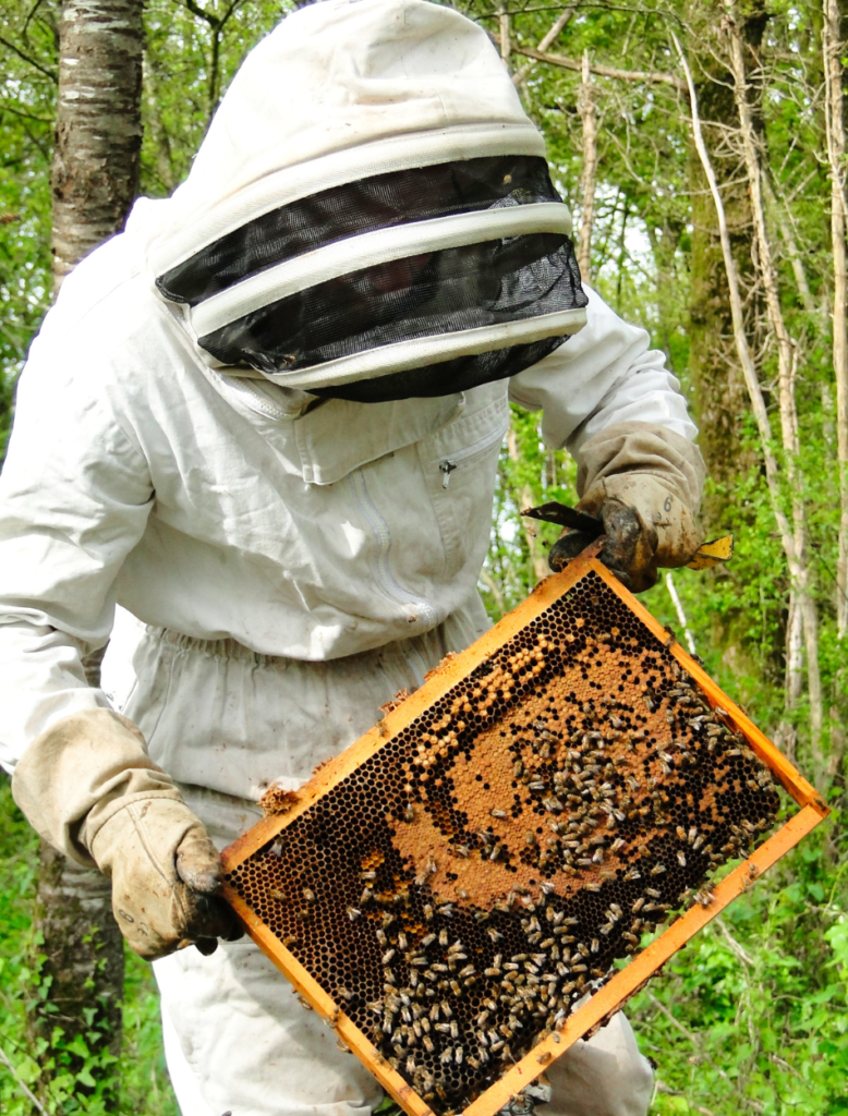 Image représentant Vincent, un apiculteur passionné, observant avec respect et émerveillement le travail laborieux de ses abeilles, témoignant de la collaboration harmonieuse entre l'homme et les insectes pollinisateurs. Découvrez notre boutique et notre histoire.