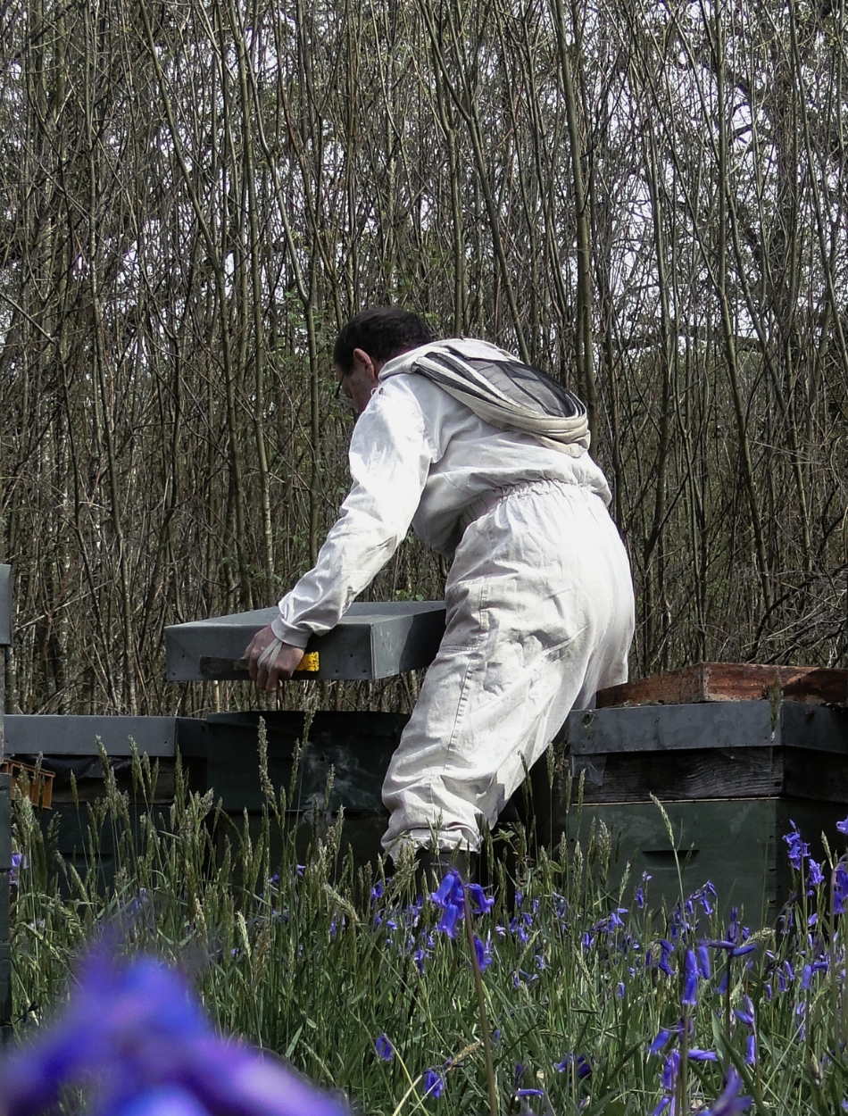 Scène bucolique où l'apiculteur évolue parmi ses abeilles, entouré d'une profusion de fleurs violettes qui célèbrent l'arrivée du printemps dans une palette de couleurs chatoyantes. Découvrez notre boutique.