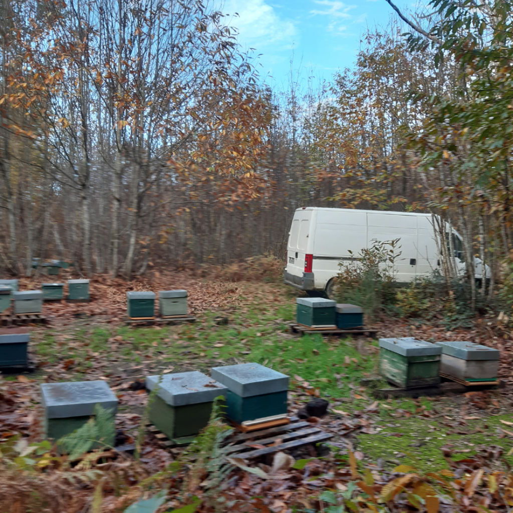 Image en Automne capturant l'instant en où notre apiculteur inspecte ses ruches au cœur d'une magnifique forêt automnale, témoignant de notre engagement envers le bien-être des abeilles et la préservation de leur environnement naturel à tout moment de l'année. Contactez-nous.