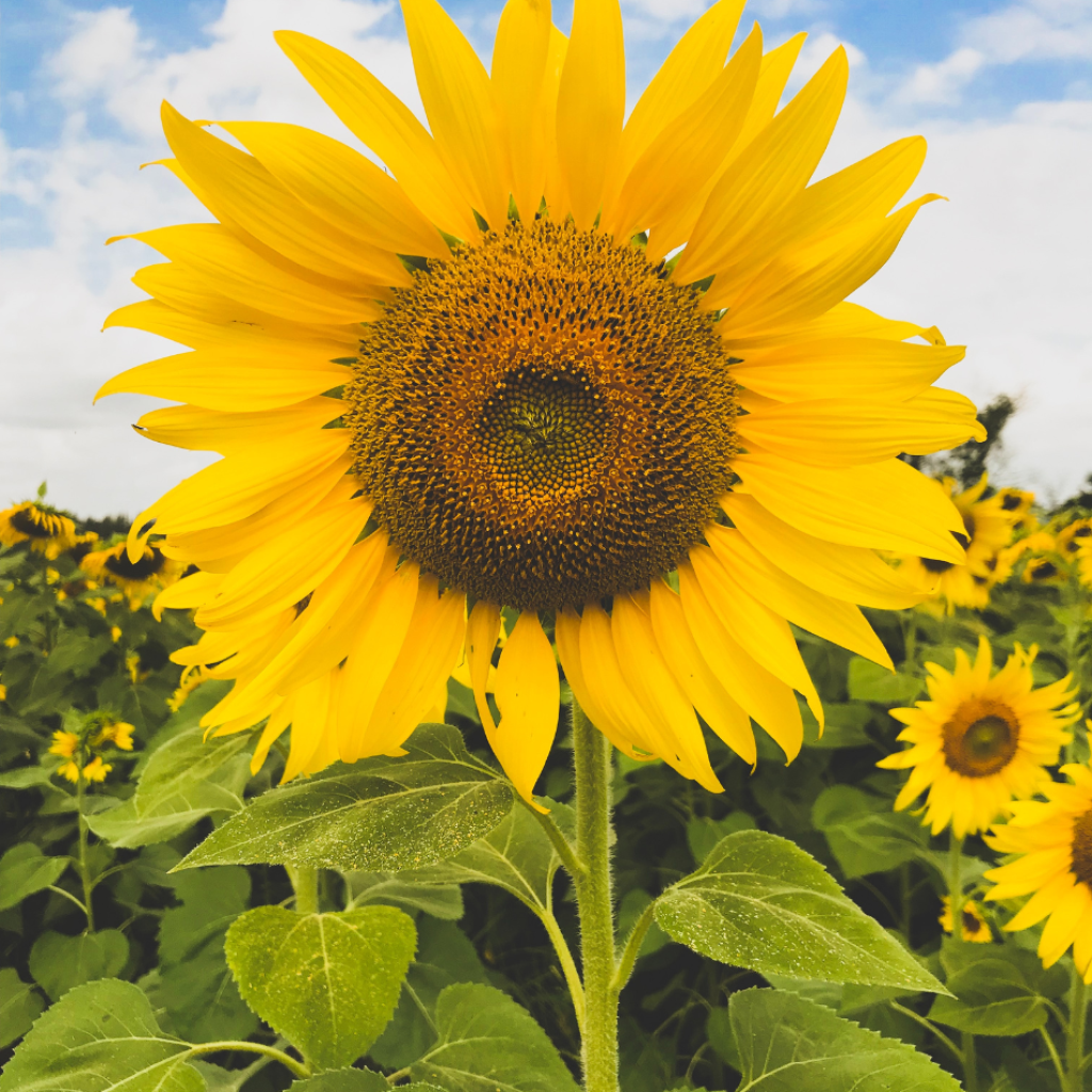 Image capturant la splendeur d'un champ de tournesols, symbole de lumière et de joie, dans toute sa magnificence florale.