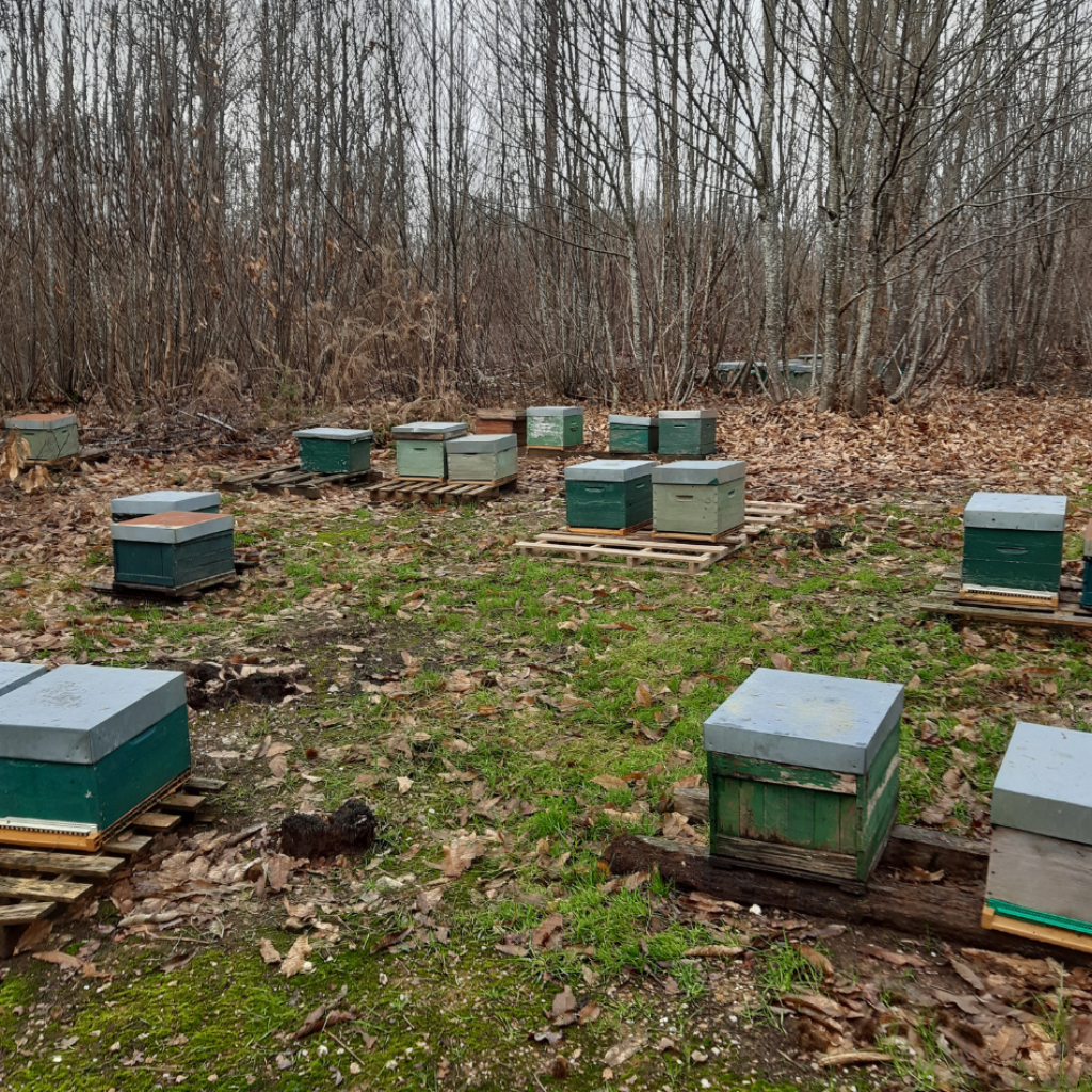 Au cœur de l'activité apicole, ce rucher dynamique héberge près de 20 ruches, témoignant de la vitalité de l'entreprise et de son engagement envers la préservation des abeilles.