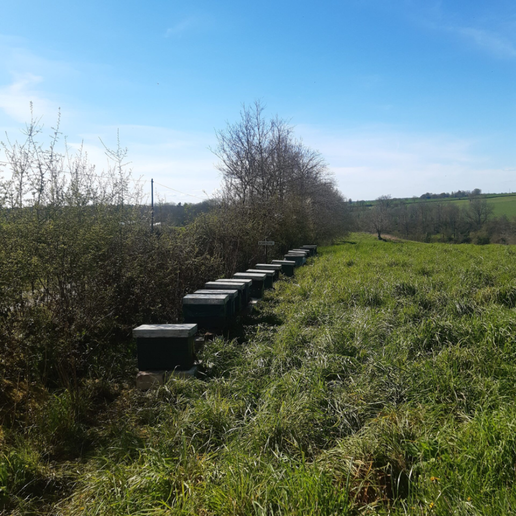 Au cœur d'un vaste champ, les ruches forment un alignement impeccable, évoquant une symphonie de travail et d'harmonie avec la nature environnante.