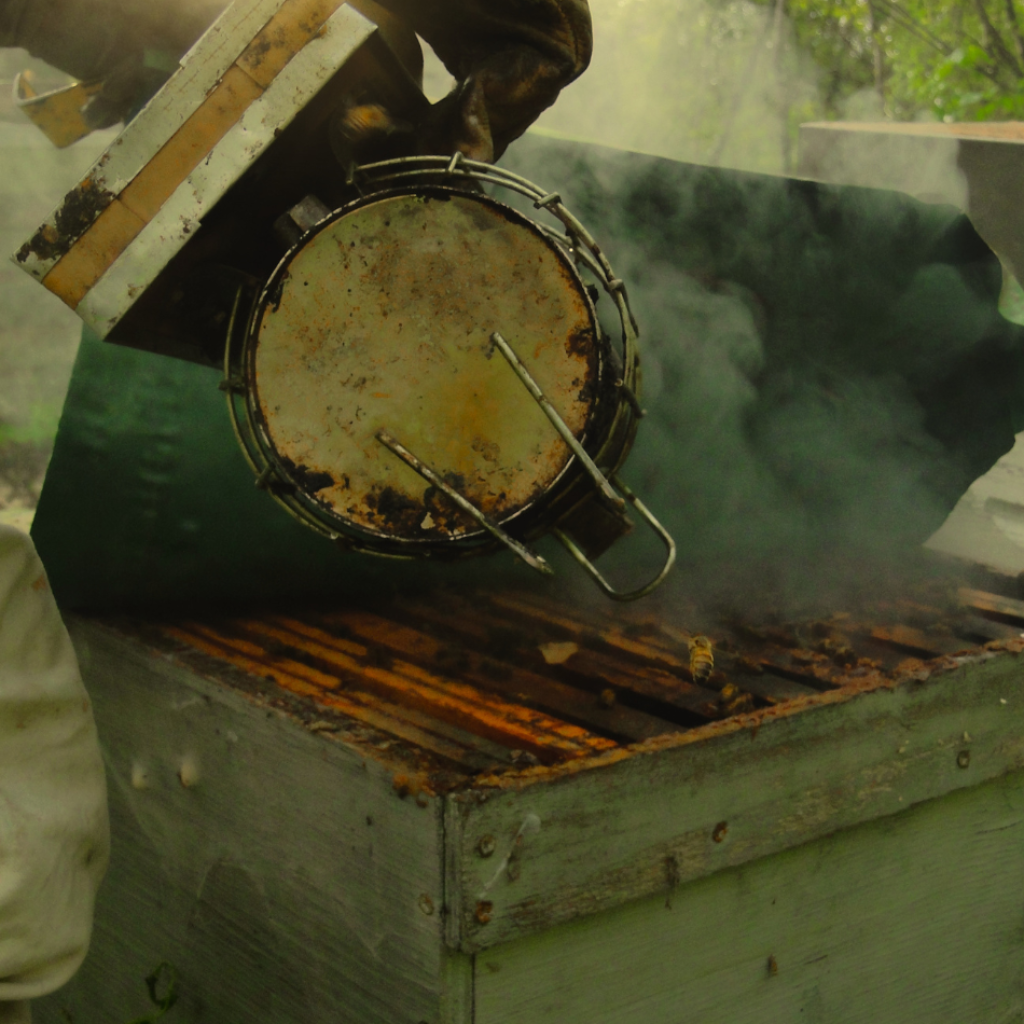 Image représentant Vincent, un apiculteur expérimenté, utilisant judicieusement la fumée pour apaiser les abeilles et observer leur travail avec admiration et curiosité.