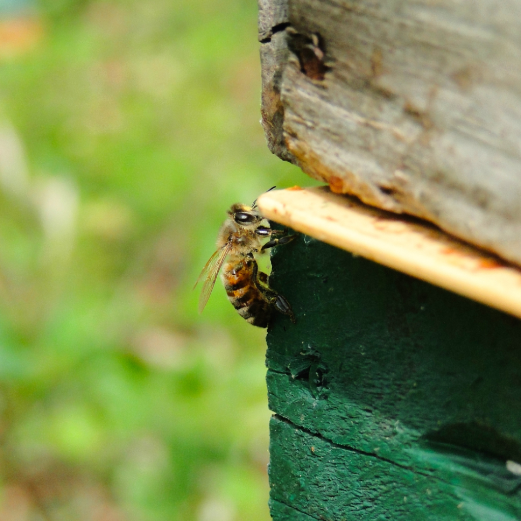 Le chemin du miel. Image capturant une abeille en phase de sortie de sa ruche, signe de l'activité frénétique de la colonie lors de la saison printanière. Découvrez notre histoire.