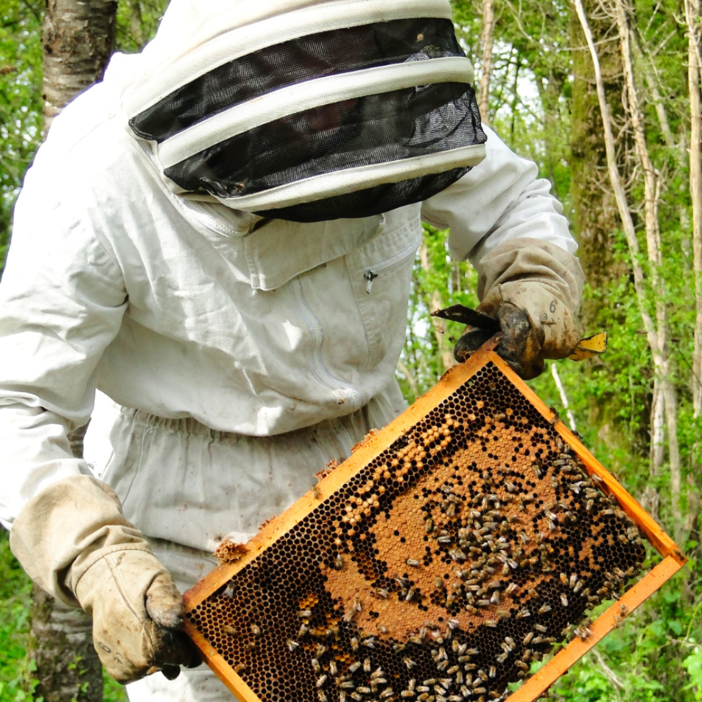 Image représentant Vincent, un apiculteur passionné, observant avec respect et émerveillement le travail laborieux de ses abeilles, témoignant de la collaboration harmonieuse entre l'homme et les insectes pollinisateurs. Découvrez notre boutique et notre histoire.