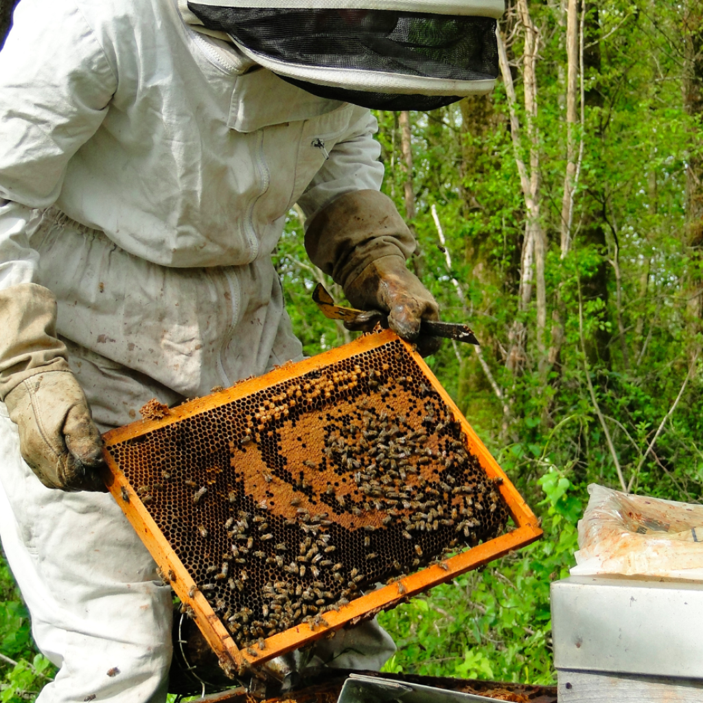 Image illustrant Vincent, un apiculteur expérimenté, observant avec attention l'évolution des cadres dans ses ruches, démontrant son dévouement envers ses abeilles et son souci de produire un miel de haute qualité. Découvrez notre boutique.